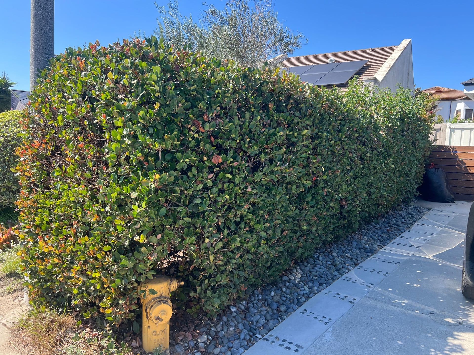 Project A Major Yard Makeover in Rancho Santa Fe image