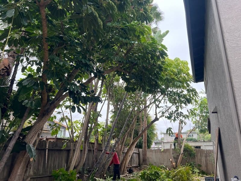 Gallery photos for Backyard Space Expansion with Tree Removal in Encinitas: Image #1