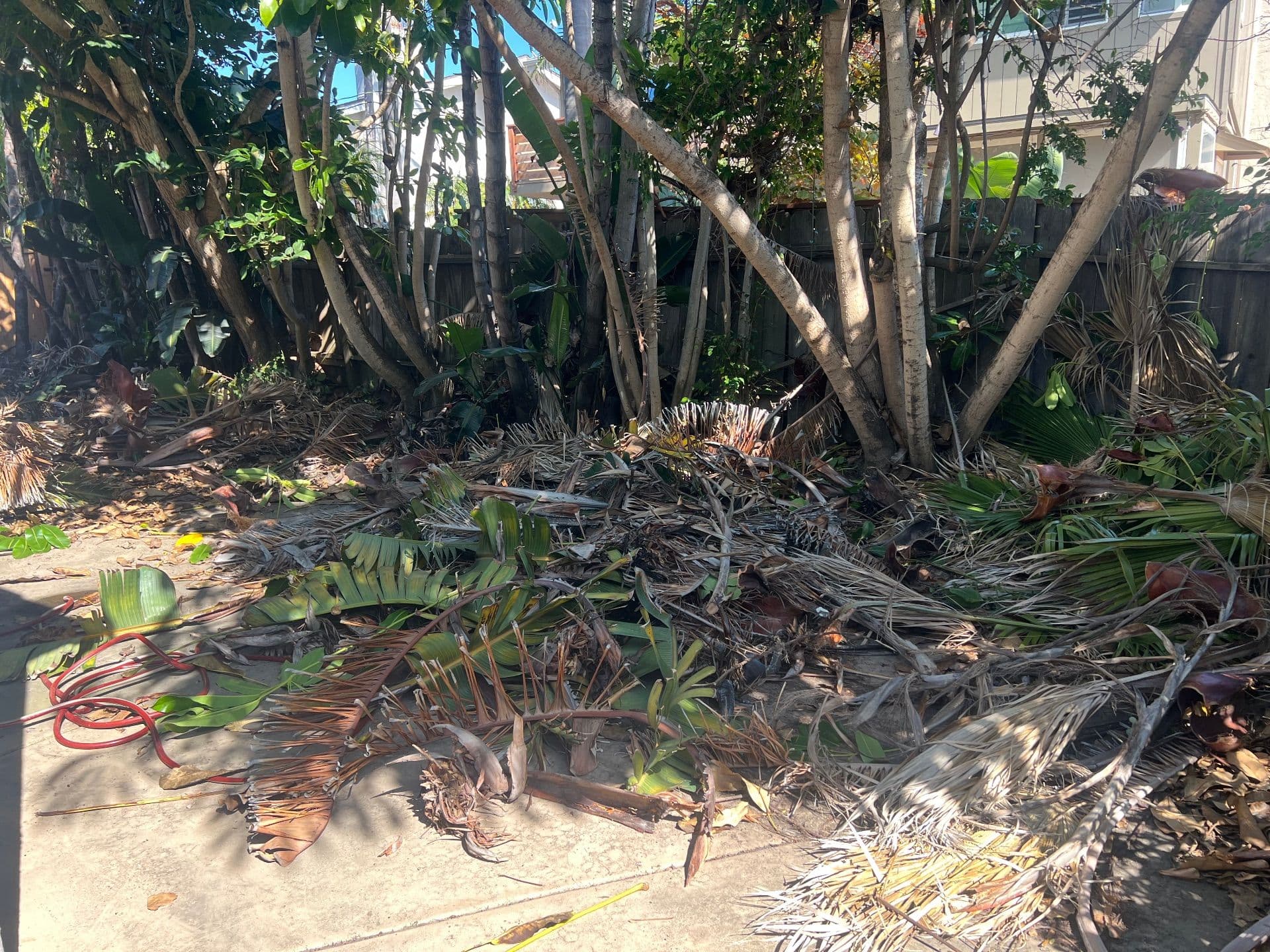 Gallery photos for Yard Cleanup and Tree Trimming in Encinitas: Image #4
