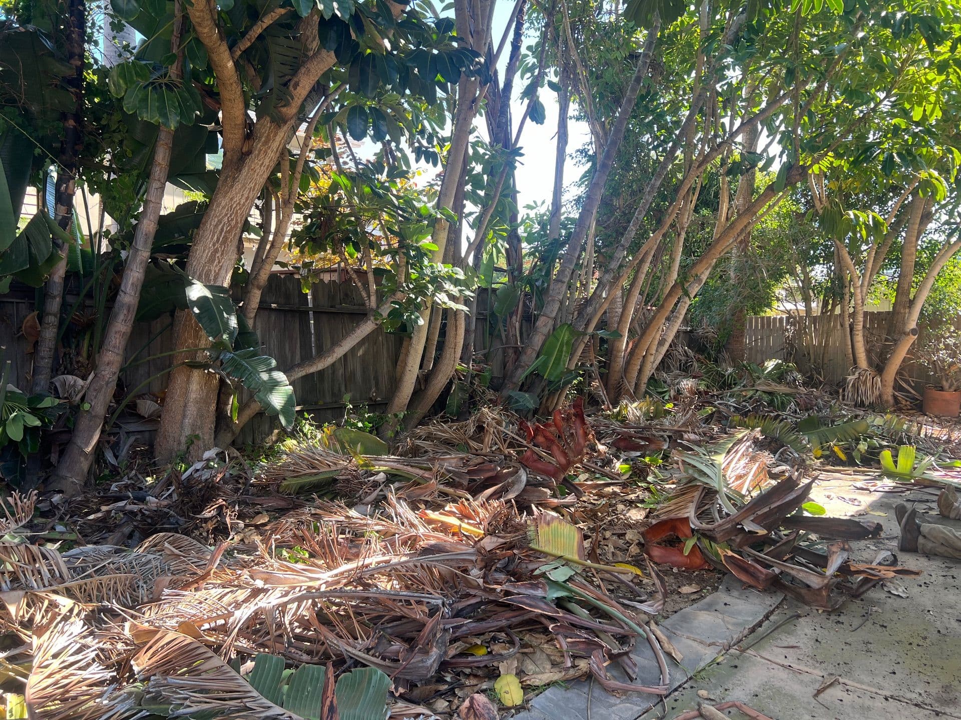 Gallery photos for Yard Cleanup and Tree Trimming in Encinitas: Image #5